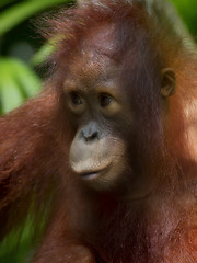 Image showing Borneo Orangutan