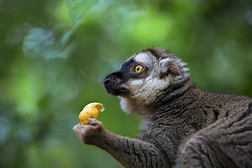 Image showing Lemur portrait