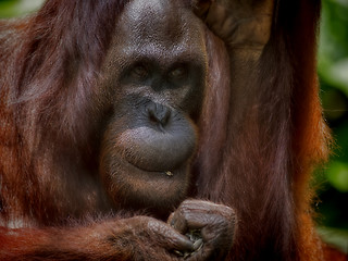 Image showing Borneo Orangutan