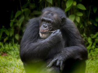 Image showing Common Chimpanzee