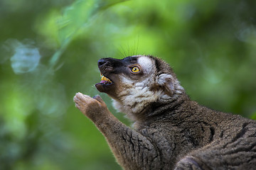 Image showing Lemur portrait