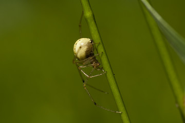 Image showing spider on the move