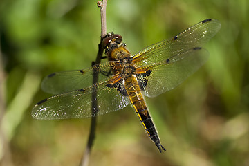 Image showing dragon fly