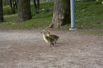 Image showing gosslings