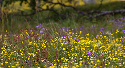 Image showing summer meadow