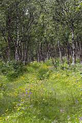 Image showing summer meadows