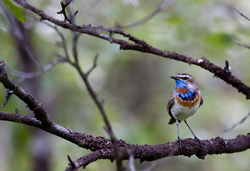 Image showing bluethroat