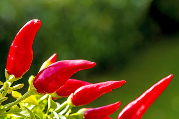 Image showing chili at a plant