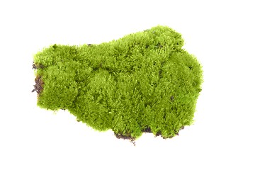 Image showing Green moss isolated 