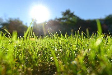 Image showing Green grass in artistic composition