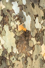 Image showing Closeup photo of a tree trunk