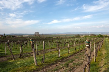 Image showing Vineyard with blue sky