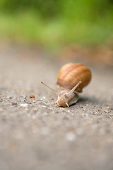 Image showing Snail on the road