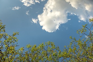 Image showing Green leaves of a tree in sunlight