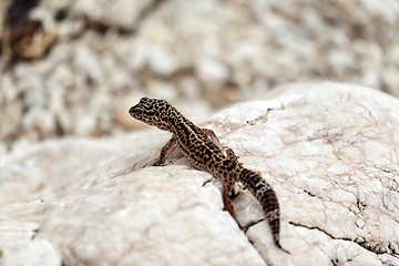 Image showing Gecko lizard on rocks 