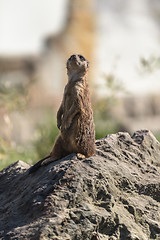 Image showing Meerkat or Surikate