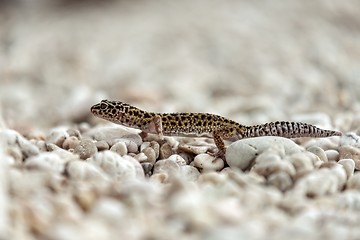 Image showing Gecko lizard on rocks 