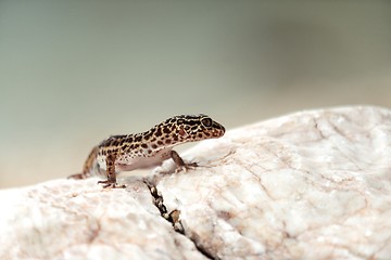 Image showing Gecko lizard on rocks 