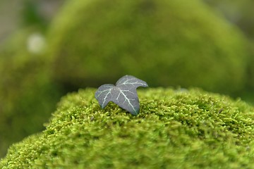 Image showing Green moss isolated 