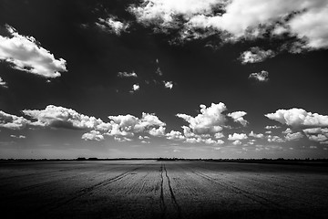 Image showing Hay bails on the field