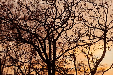 Image showing Abstract hoto of some winter branches