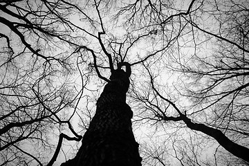 Image showing Abstract hoto of some winter branches