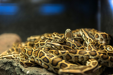 Image showing Large pack of young snakes