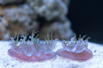Image showing Medusas in the aquarium