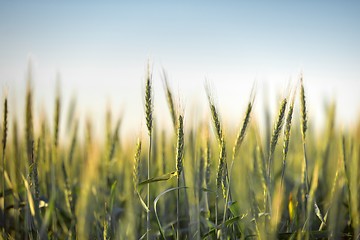 Image showing Green grass in artistic composition