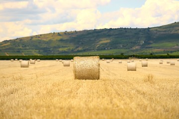 Image showing Hay bails on the field