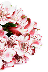 Image showing Pink Alstroemeria