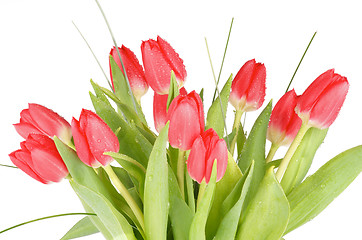 Image showing Spring Tulips