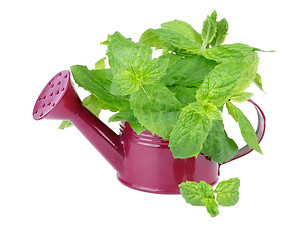 Image showing Mint Leafs Bunch