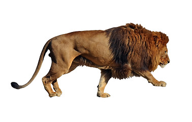 Image showing Lion