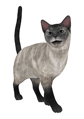 Image showing Siamese Cat