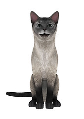 Image showing Siamese Cat