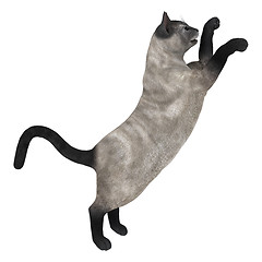 Image showing Siamese Cat