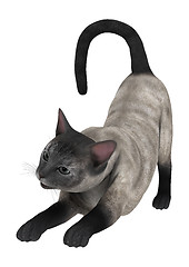 Image showing Siamese Cat