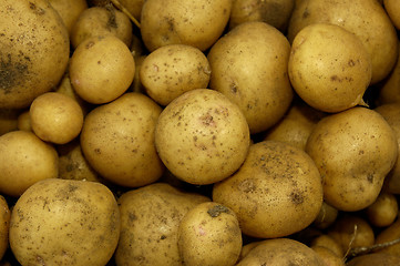 Image showing New Potatoes