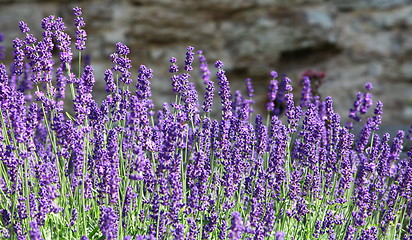 Image showing lavender flowers on mountainside