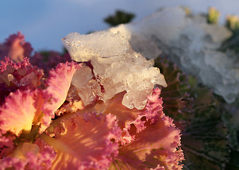 Image showing beautiful colorful plants