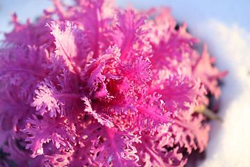 Image showing beautiful colorful plants