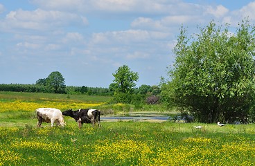 Image showing Spring landscape with cows