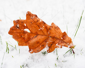 Image showing Brown ash tree leaf on lawn with a fresh layer of snow