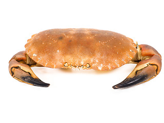 Image showing Bolied orange color crab  with claws isolated on white backgroun