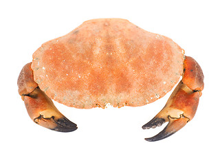 Image showing Bolied orange color crab  with claws isolated on white backgroun