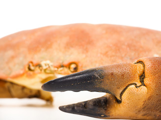 Image showing Extreme closeup of a crab claw with crab eyes staring over