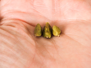 Image showing Pods of whole cardamom in a persons palm