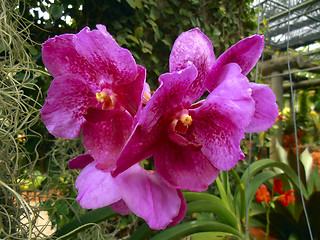 Image showing Orchid Flowers.