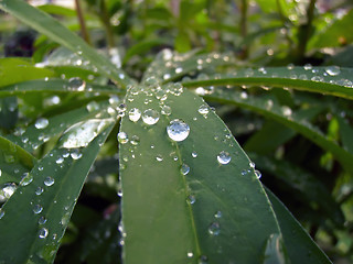 Image showing Drops on Leaves of Lupin.